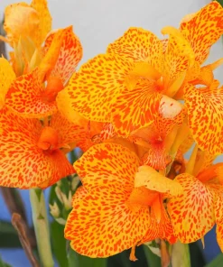 Mixed Canna Lily Generalis Flower Seeds - Red & Yellow Hummingbird Attractor - 5 Seeds - Image 8