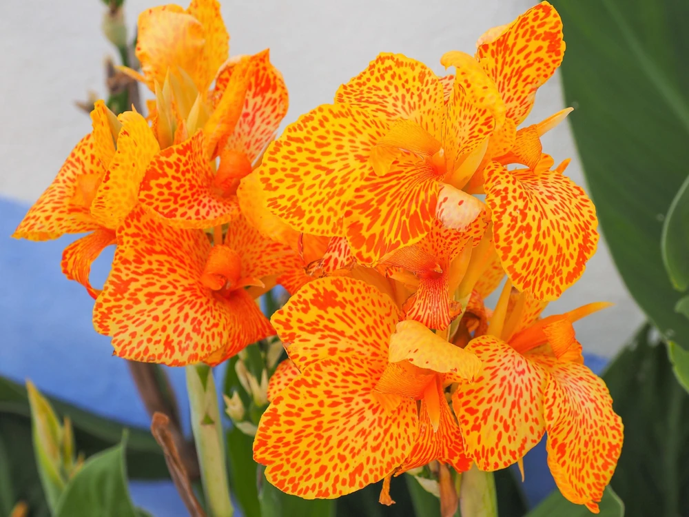 Mixed Canna Lily Generalis Flower Seeds - Red & Yellow Hummingbird Attractor - 5 Seeds - Image 8