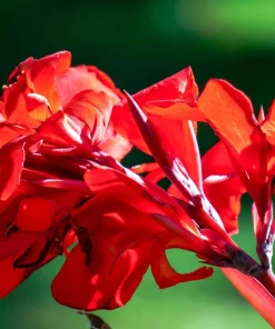Mixed Canna Lily Generalis Flower Seeds - Red & Yellow Hummingbird Attractor - 5 Seeds - Image 9