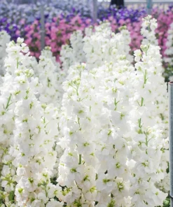 Mixed Colors Ten-Week Stock Seeds - 50 Gillyflower Matthiola Incana Seeds, Fragrant Cut Flowers - Image 10