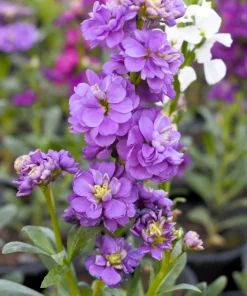 Mixed Colors Ten-Week Stock Seeds - 50 Gillyflower Matthiola Incana Seeds, Fragrant Cut Flowers - Image 11