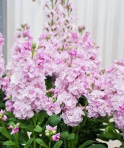 Mixed Colors Ten-Week Stock Seeds - 50 Gillyflower Matthiola Incana Seeds, Fragrant Cut Flowers - Image 12