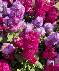 Mixed Colors Ten-Week Stock Seeds - 50 Gillyflower Matthiola Incana Seeds, Fragrant Cut Flowers - Image 2