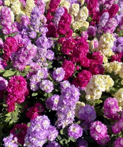 Mixed Colors Ten-Week Stock Seeds - 50 Gillyflower Matthiola Incana Seeds, Fragrant Cut Flowers - Image 3