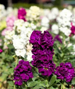 Mixed Colors Ten-Week Stock Seeds - 50 Gillyflower Matthiola Incana Seeds, Fragrant Cut Flowers - Image 4
