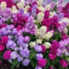 Mixed Colors Ten-Week Stock Seeds - 50 Gillyflower Matthiola Incana Seeds, Fragrant Cut Flowers - Image 1