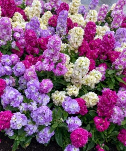 Mixed Colors Ten-Week Stock Seeds - 50 Gillyflower Matthiola Incana Seeds, Fragrant Cut Flowers - Image 1