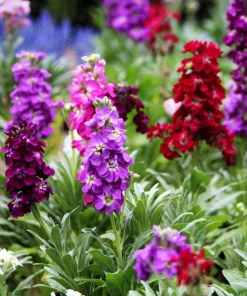 Mixed Colors Ten-Week Stock Seeds - 50 Gillyflower Matthiola Incana Seeds, Fragrant Cut Flowers - Image 5