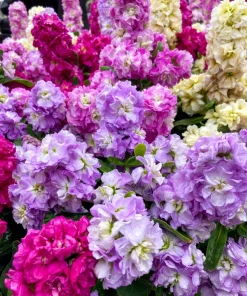 Mixed Colors Ten-Week Stock Seeds - 50 Gillyflower Matthiola Incana Seeds, Fragrant Cut Flowers - Image 6
