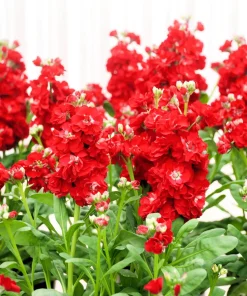Mixed Colors Ten-Week Stock Seeds - 50 Gillyflower Matthiola Incana Seeds, Fragrant Cut Flowers - Image 7