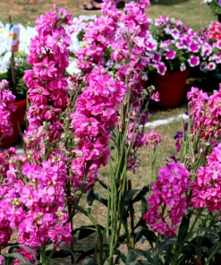 Mixed Colors Ten-Week Stock Seeds - 50 Gillyflower Matthiola Incana Seeds, Fragrant Cut Flowers - Image 8