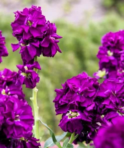 Mixed Colors Ten-Week Stock Seeds - 50 Gillyflower Matthiola Incana Seeds, Fragrant Cut Flowers - Image 9