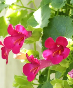 Mixed Dragonsnap Vine Seeds - Asarina Scandens Climbing Snapdragon - Pink, Blue, White, Purple Flowers - 10 Seeds - Image 2