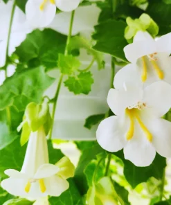 Mixed Dragonsnap Vine Seeds - Asarina Scandens Climbing Snapdragon - Pink, Blue, White, Purple Flowers - 10 Seeds - Image 3