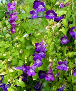 Mixed Dragonsnap Vine Seeds - Asarina Scandens Climbing Snapdragon - Pink, Blue, White, Purple Flowers - 10 Seeds - Image 4