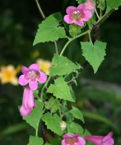 Mixed Dragonsnap Vine Seeds - Asarina Scandens Climbing Snapdragon - Pink, Blue, White, Purple Flowers - 10 Seeds - Image 5