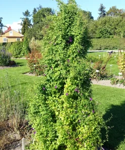 Mixed Dragonsnap Vine Seeds - Asarina Scandens Climbing Snapdragon - Pink, Blue, White, Purple Flowers - 10 Seeds - Image 6