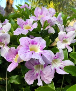 Mixed Dragonsnap Vine Seeds - Asarina Scandens Climbing Snapdragon - Pink, Blue, White, Purple Flowers - 10 Seeds - Image 7