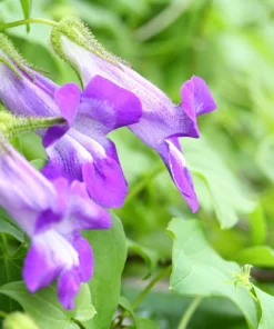 Mixed Dragonsnap Vine Seeds - Asarina Scandens Climbing Snapdragon - Pink, Blue, White, Purple Flowers - 10 Seeds - Image 8