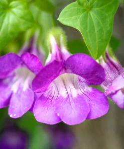 Mixed Dragonsnap Vine Seeds - Asarina Scandens Climbing Snapdragon - Pink, Blue, White, Purple Flowers - 10 Seeds - Image 9