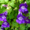 Mixed Dragonsnap Vine Seeds - Asarina Scandens Climbing Snapdragon - Pink, Blue, White, Purple Flowers - 10 Seeds - Image 1