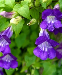Mixed Dragonsnap Vine Seeds - Asarina Scandens Climbing Snapdragon - Pink, Blue, White, Purple Flowers - 10 Seeds - Image 1
