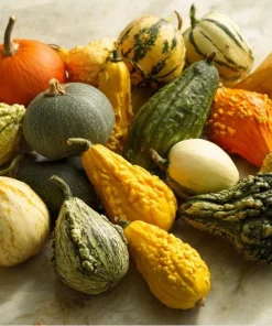 Mixed Gourd Seeds – Cucurbita Pepo – 15 Seeds – Colorful Garden Decor - Image 2