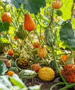 Mixed Gourd Seeds – Cucurbita Pepo – 15 Seeds – Colorful Garden Decor - Image 4
