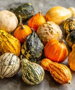 Mixed Gourd Seeds – Cucurbita Pepo – 15 Seeds – Colorful Garden Decor - Image 1