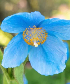 Mixed Himalayan Poppy Seeds - Blue, Violet, Red, White Flowers - 10 Seeds - Image 2