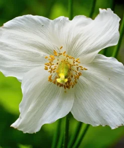 Mixed Himalayan Poppy Seeds - Blue, Violet, Red, White Flowers - 10 Seeds - Image 4