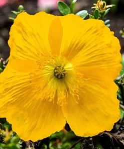 Mixed Himalayan Poppy Seeds - Blue, Violet, Red, White Flowers - 10 Seeds - Image 5