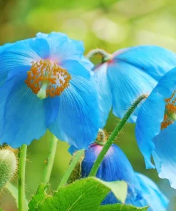 Mixed Himalayan Poppy Seeds - Blue, Violet, Red, White Flowers - 10 Seeds - Image 6
