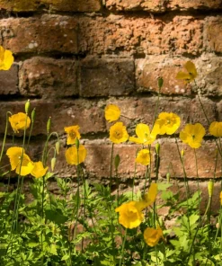 Mixed Himalayan Poppy Seeds - Blue, Violet, Red, White Flowers - 10 Seeds - Image 7