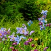 Mixed Himalayan Poppy Seeds - Blue, Violet, Red, White Flowers - 10 Seeds - Image 1