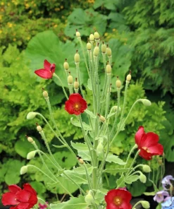 Mixed Himalayan Poppy Seeds - Blue, Violet, Red, White Flowers - 10 Seeds - Image 8
