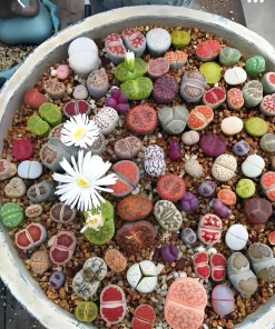 Mixed Lithops Seeds - Living Stone Succulents - 50 Seed Pack - Easy to Grow - Image 2