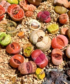 Mixed Lithops Seeds - Living Stone Succulents - 50 Seed Pack - Easy to Grow - Image 3