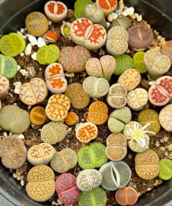 Mixed Lithops Seeds - Living Stone Succulents - 50 Seed Pack - Easy to Grow - Image 4