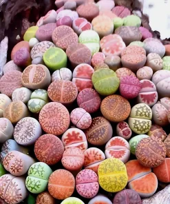 Mixed Lithops Seeds - Living Stone Succulents - 50 Seed Pack - Easy to Grow - Image 1