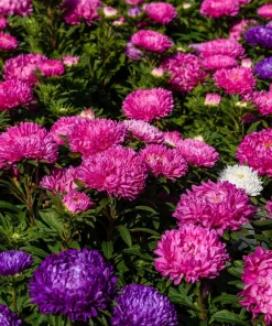 Mixed Paeony Aster Flower Seeds - 30 Seeds - Peony-like Blooms, Multi-color - Image 15