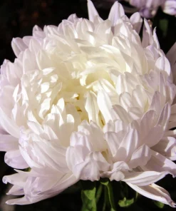 Mixed Paeony Aster Flower Seeds - 30 Seeds - Peony-like Blooms, Multi-color - Image 17