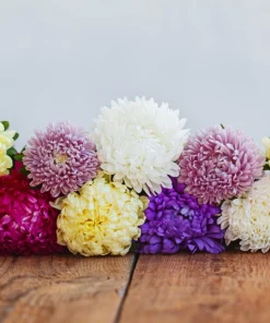 Mixed Paeony Aster Flower Seeds - 30 Seeds - Peony-like Blooms, Multi-color - Image 18