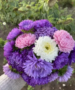 Mixed Paeony Aster Flower Seeds - 30 Seeds - Peony-like Blooms, Multi-color - Image 6