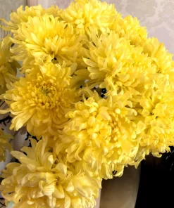 Mixed Paeony Aster Flower Seeds - 30 Seeds - Peony-like Blooms, Multi-color - Image 7
