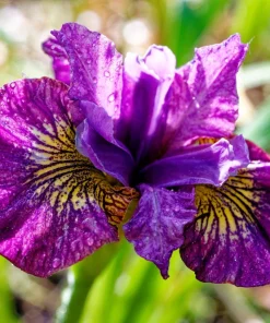 Mixed Siberian Iris Seeds - 20 Count, Multi-Color Flag Flowers, Zones 3-9 - Image 10