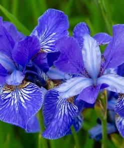 Mixed Siberian Iris Seeds - 20 Count, Multi-Color Flag Flowers, Zones 3-9 - Image 11