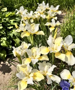 Mixed Siberian Iris Seeds - 20 Count, Multi-Color Flag Flowers, Zones 3-9 - Image 12