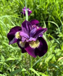 Mixed Siberian Iris Seeds - 20 Count, Multi-Color Flag Flowers, Zones 3-9 - Image 13