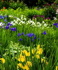 Mixed Siberian Iris Seeds - 20 Count, Multi-Color Flag Flowers, Zones 3-9 - Image 14